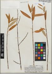 Foto von Salix geyeriana Andersson
